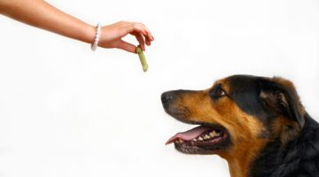Cómo entrenar a tu perro
