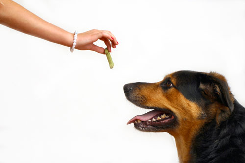 Cómo entrenar a tu perro con ”leave it” y ”drop it”