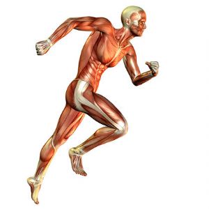 ¿Qué músculos se usan mientras corres?
