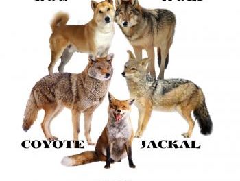 Diferencia entre perro, lobo, chacal, coyote y zorro.