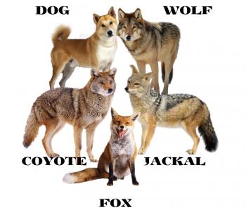 Diferencia entre perro, lobo, chacal, coyote y zorro.