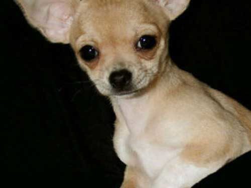 ¿Por qué mi pequeño perro  tiembla?