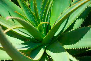 Lecciones de Herbalismo Mágico: Aloe Vera