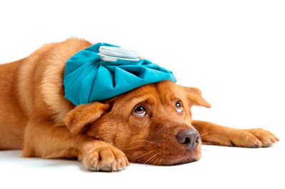 Cuidados esenciales para perros con malestar estomacal o diarrea