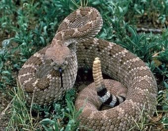 ¿Qué significan los sueños sobre serpientes de cascabel y otras serpientes?