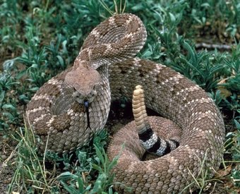 ¿Qué significan los sueños sobre serpientes de cascabel y otras serpientes?