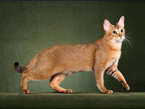 La raza de gato Chausie: un híbrido doméstico exótico y salvaje