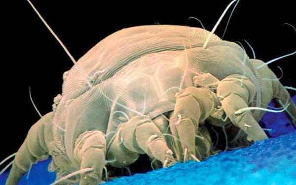 Los ácaros. Hechos, Identificación y Control