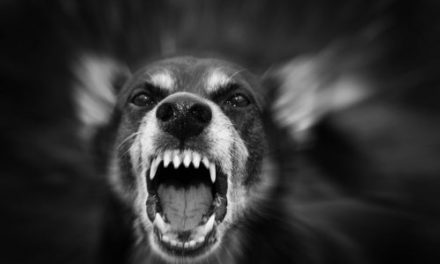 10 razas de perros más agresivas