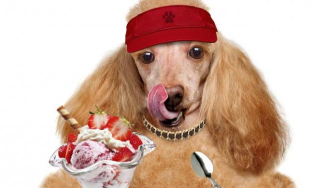 No ponga estos alimentos en el menú de su perro