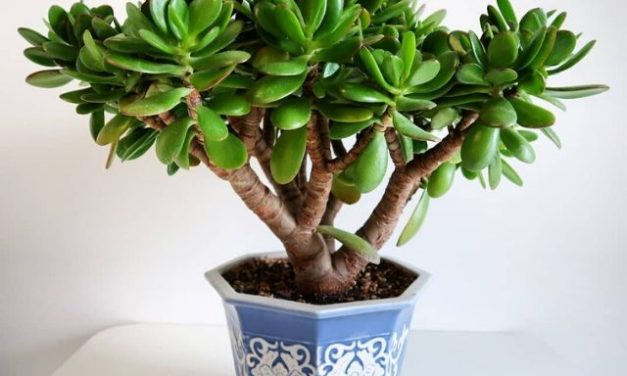 8 plantas de interior no tóxicas para niños, gatos y perros