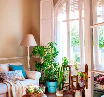 12 plantas de interior que cualquiera puede cultivar