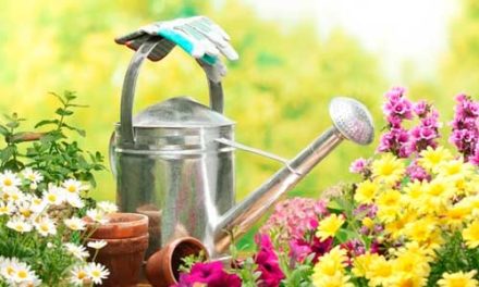 5 formas fáciles de  transformar tu jardín, incluso si eres un principiante