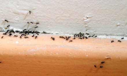 3 remedios caseros para deshacerse de las hormigas