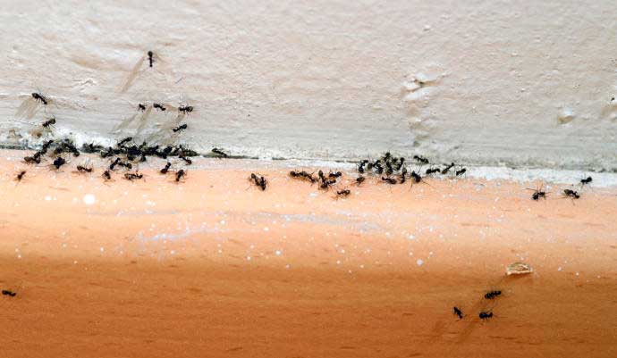 3 remedios caseros para deshacerse de las hormigas
