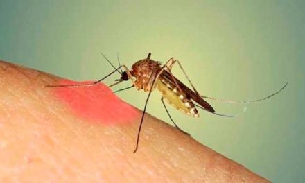 10 datos interesantes sobre los mosquitos