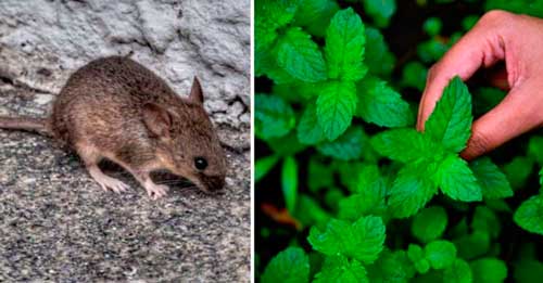 ¿Plantar menta alrededor de su casa mantendrá alejados a los ratones?