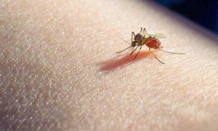 13 formas comprobadas de deshacerse de los mosquitos en la casa