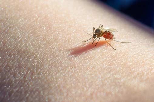 13 formas comprobadas de deshacerse de los mosquitos en la casa