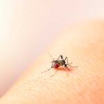 ¿Qué es el Dengue? Síntomas, causas, prevención y tratamiento